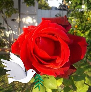 Meet your Posher, Lori